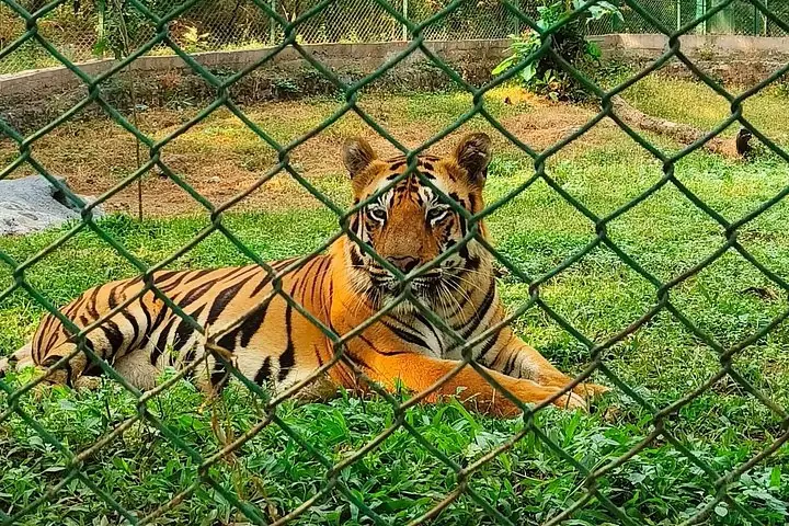 Bengal tiger resting behind a wire fence enclosure