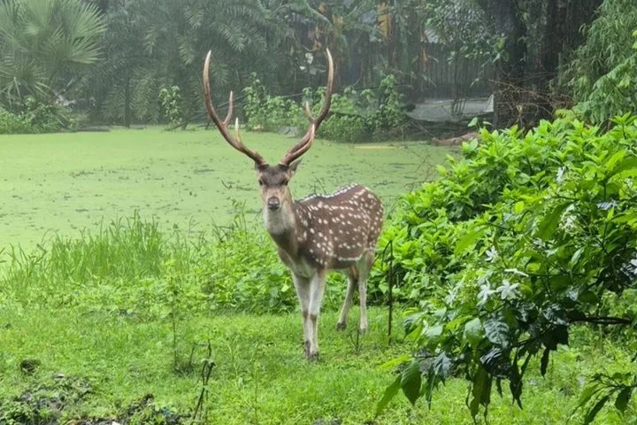 Spotted deer standing near a green, algae-covered pond