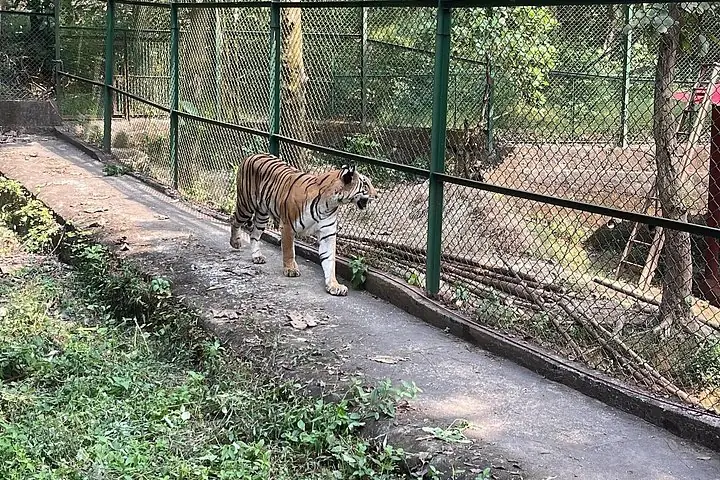 Bengal tiger walking along a path inside a fenced enclosure